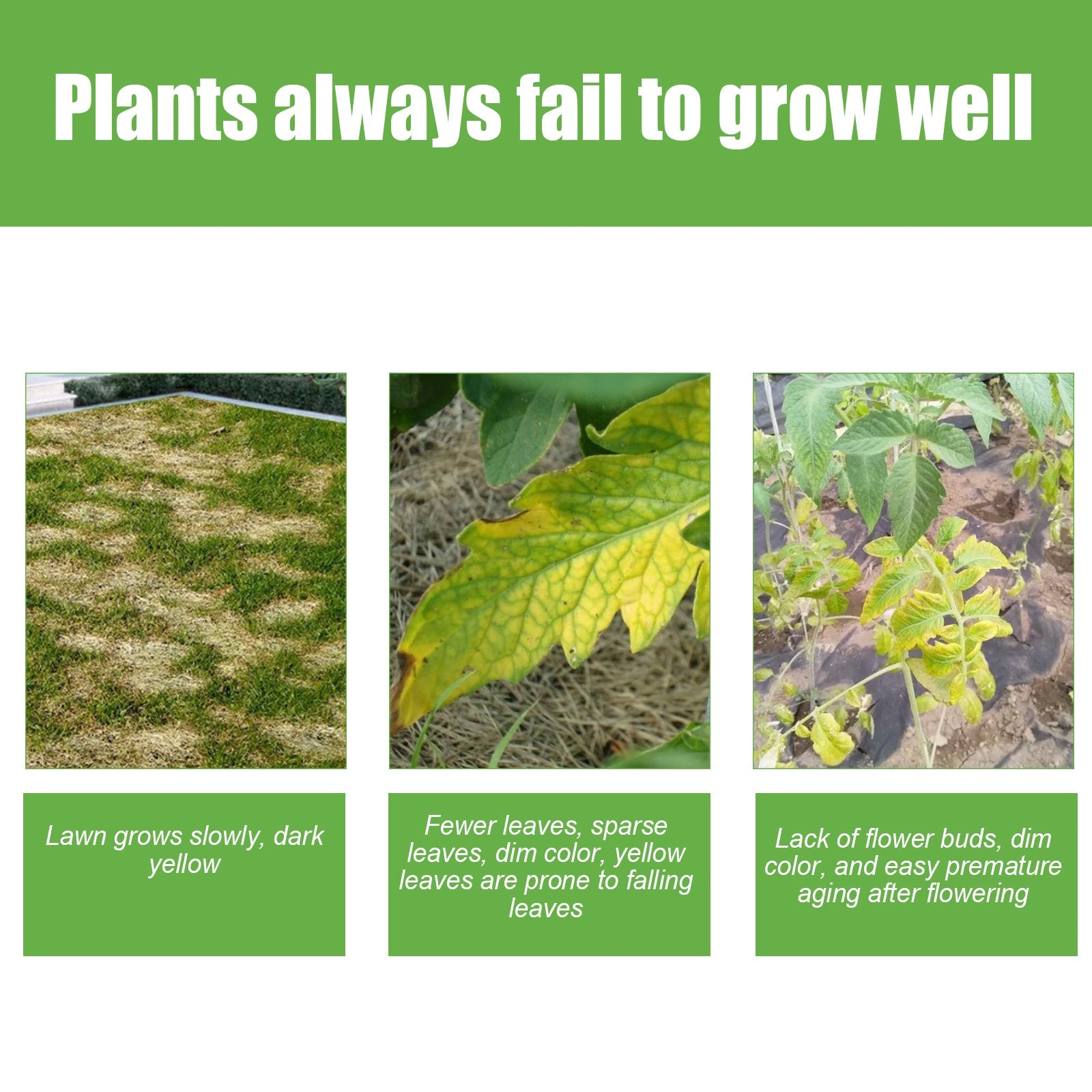 30G Plant Growth Booster β Solid Organic Fertilizer Yieryi
