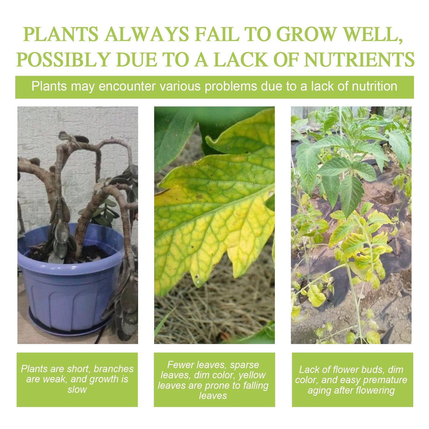 All-Natural Plant Nutrient Powder – Growth Booster Yieryi