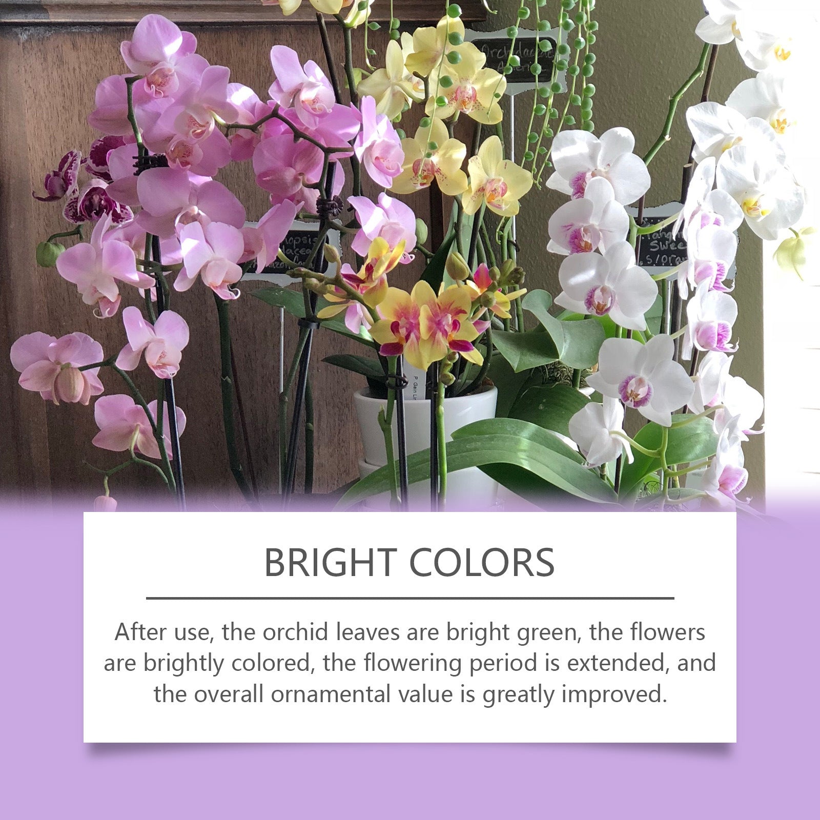 Orchid Fertilizer โ Boost Growth & Bloom Health Yieryi
