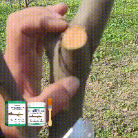 Tree Wound Dressing 100g β Organic Healing Paste Yieryi