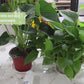 YIERYI Tuya Zigbee Wireless Soil Moisture Meter, Temperature Humidity Tester Plant Monitor for Garden Planting