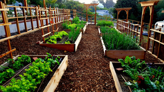 Home & Garden