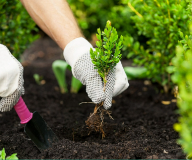 Plant Rooting & Growth Organic Powder - Universal Nutrient Powder for Tree & Fruit Tree Cuttings