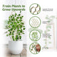 Honeycomb Plant Bracket - 3PCS | Vertical Plant Support | Indoor Garden Decor